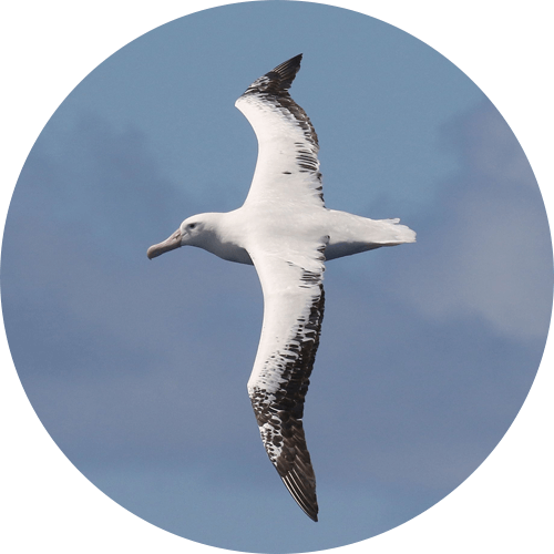 Albatross