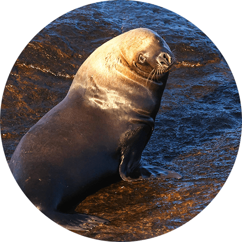 Australian Sealion