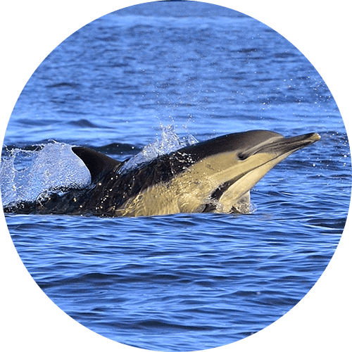 Common Dolphin