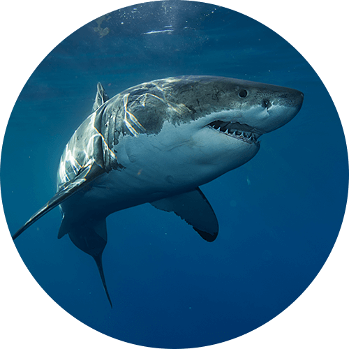 Great White Shark