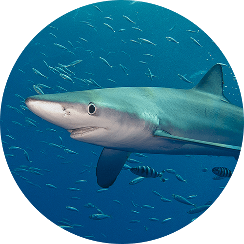 Oceanic Blue Shark