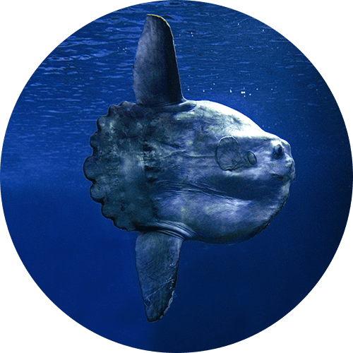 Oceanic Sunfish