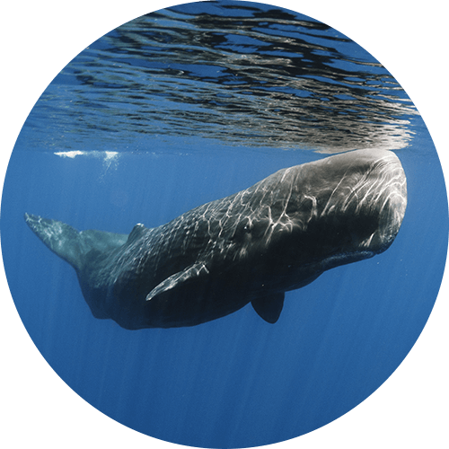 Sperm Whale