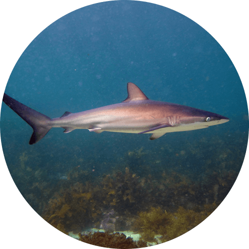 Whaler Shark