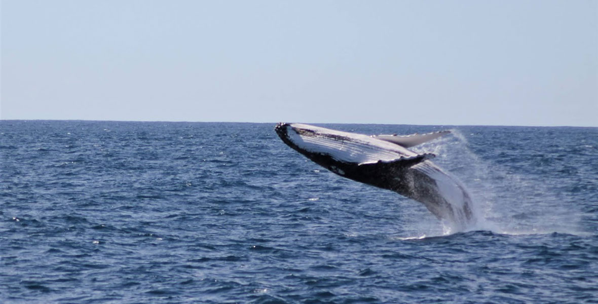 Humpback Watching