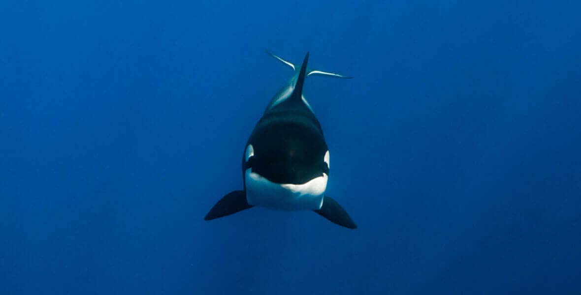 Orca